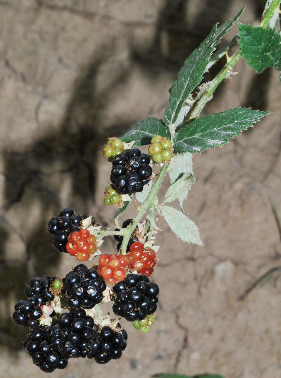 Image of Rubus praecox specimen.