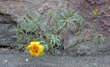 Portulaca grandiflora