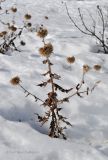 Echinops bannaticus