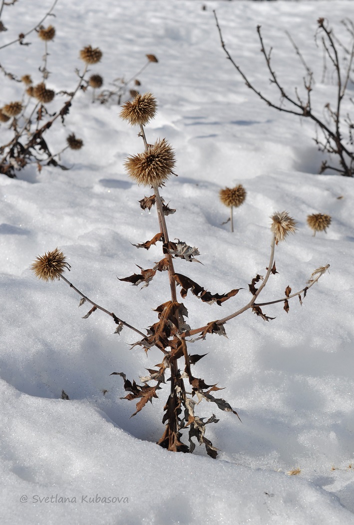 Изображение особи Echinops bannaticus.