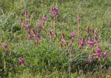Hedysarum songoricum