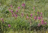 Hedysarum songoricum. Цветущее растение. Киргизия, Алайский хр., ур. Арчаты 15 км СВ пер. Талдык, 2750 м н.у.м., горная лугостепь на пологом склоне. 22.07.2017.