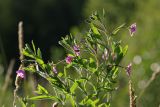 Epilobium hirsutum. Верхушки побегов цветущего растения. Ленинградская обл., Всеволожский р-н, окр. пос. Куйвози, зарастающее осушенное болото. 11.08.2017.