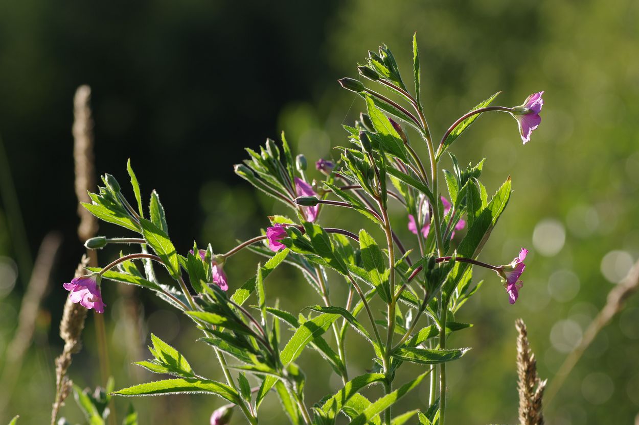 Изображение особи Epilobium hirsutum.