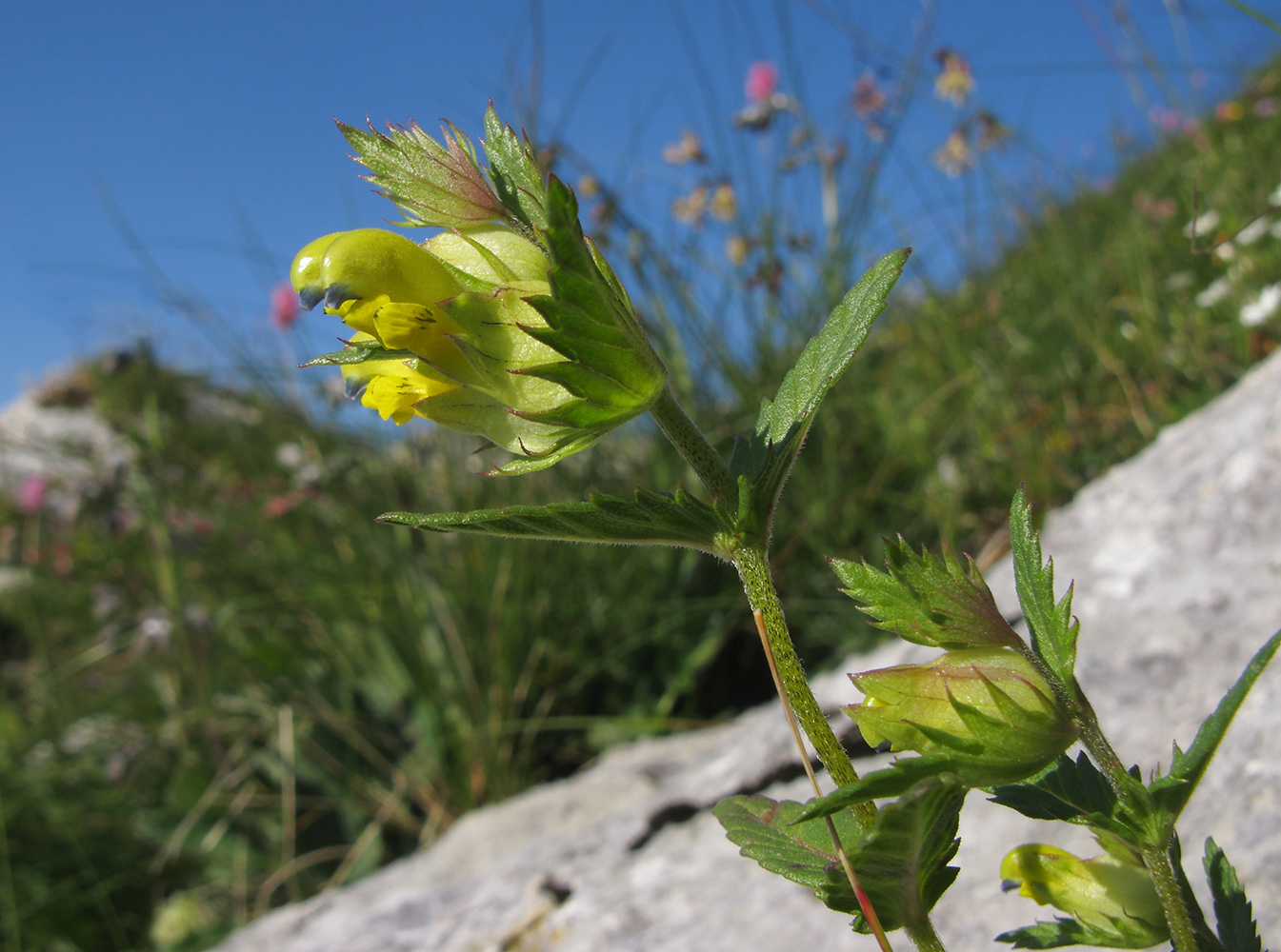 Image of Rhinanthus subulatus specimen.