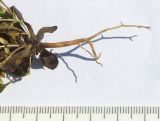Image of taxon representative. Author is Сергей Банкетов