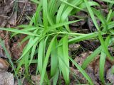 Fritillaria ruthenica. Молодые растения. Украина, Черкасская обл., Каневский р-н, Региональный ландшафтный парк \"Трахтемиров\", среди кустарников. 24 апреля 2010 г.