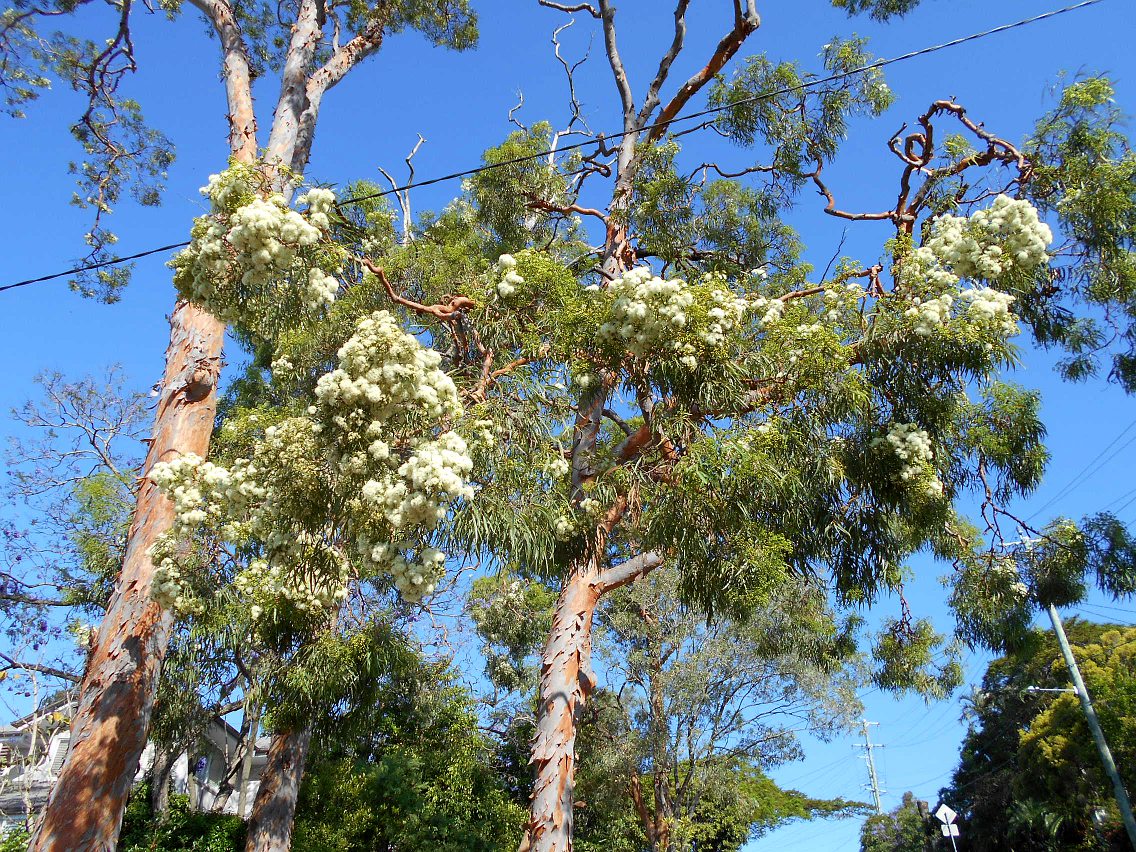 Изображение особи Angophora costata.