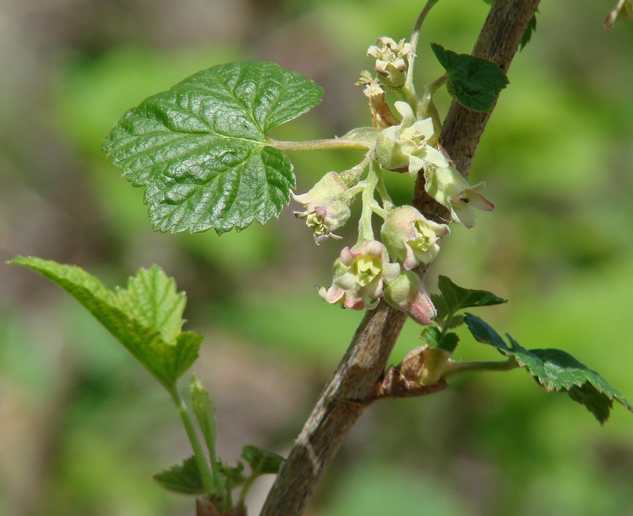 Изображение особи Ribes spicatum.