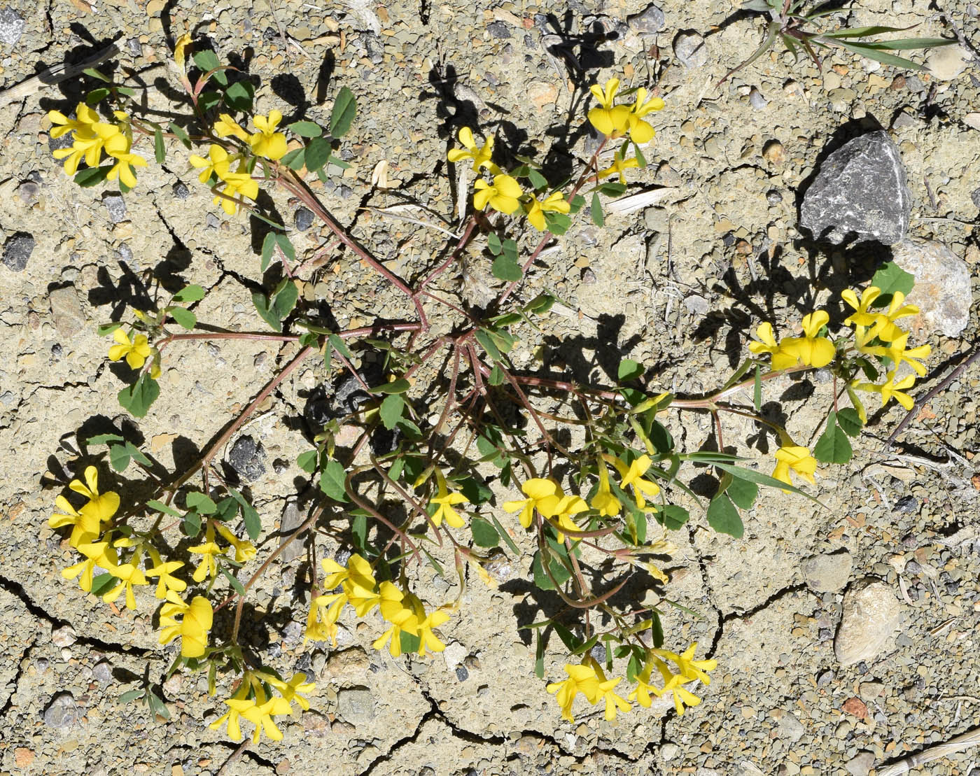 Image of Trigonella grandiflora specimen.