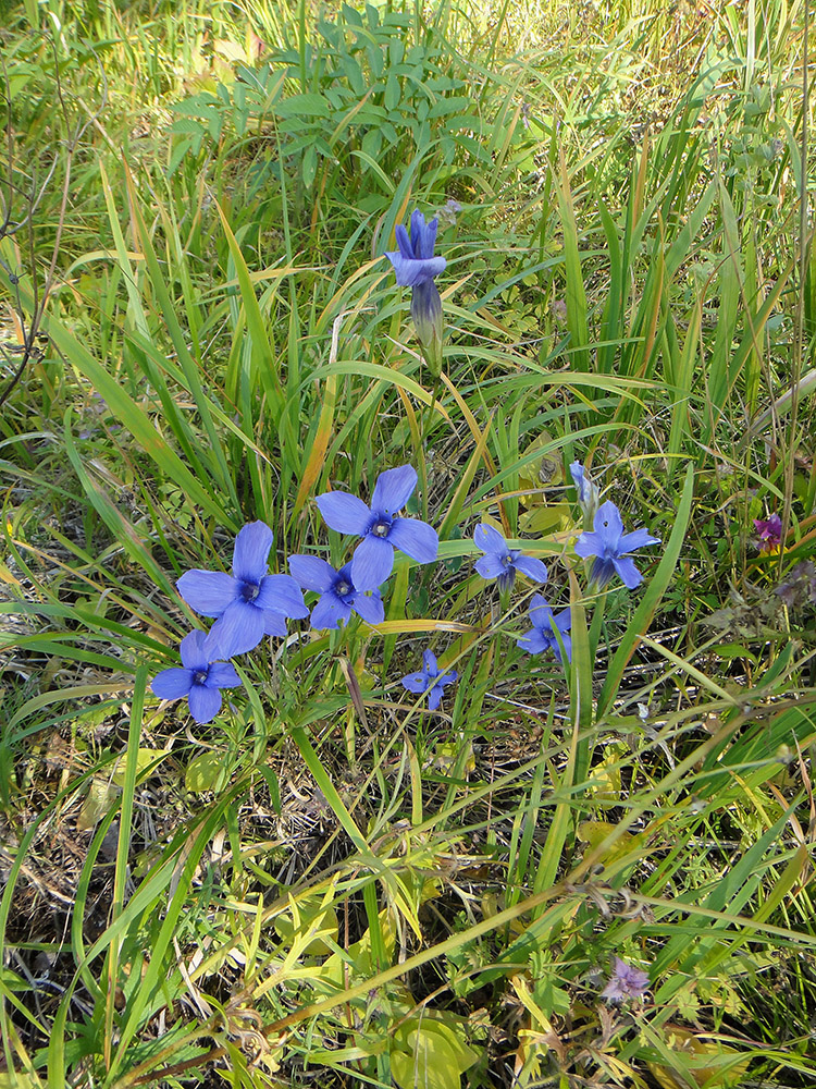 Image of Gentianopsis barbata specimen.