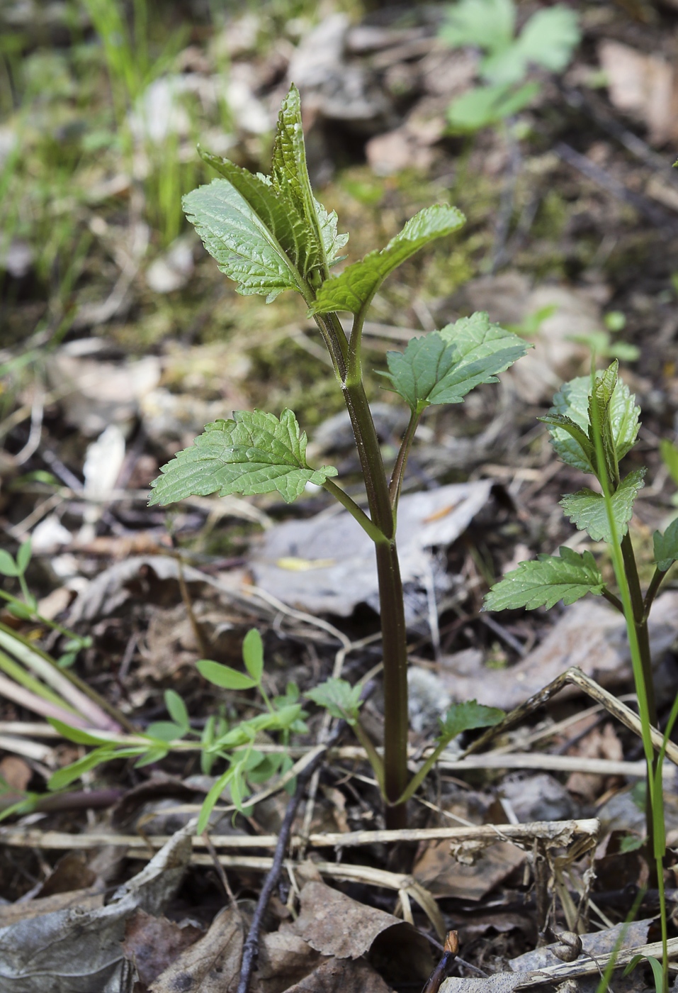 Изображение особи Scrophularia nodosa.