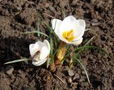 Crocus chrysanthus