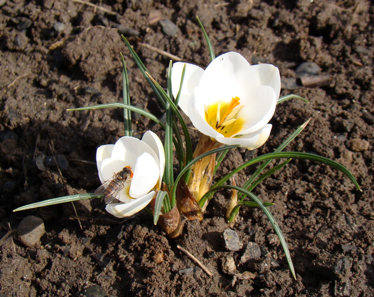 Image of Crocus chrysanthus specimen.