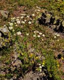 Pyrethrum parthenifolium. Цветущие растения. Абхазия, Рицинский реликтовый национальный парк, долина р. Аджарра, ≈ 2000 м н.у.м., каменистый склон. 12.07.2017.