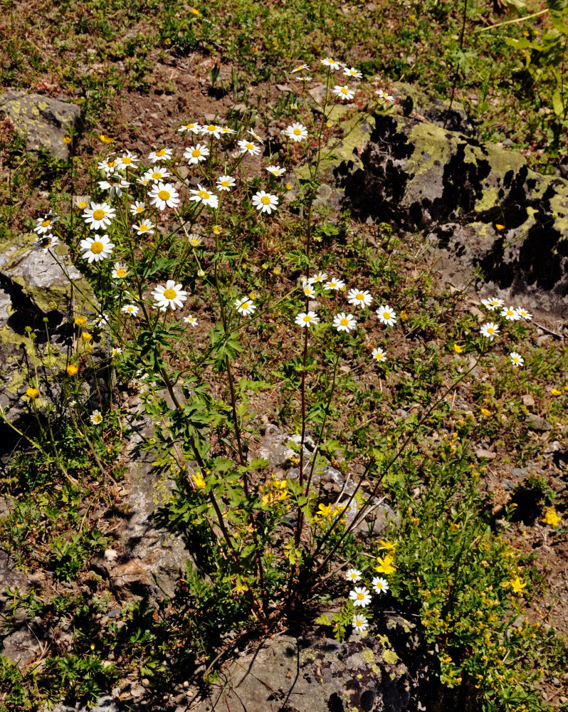 Изображение особи Pyrethrum parthenifolium.