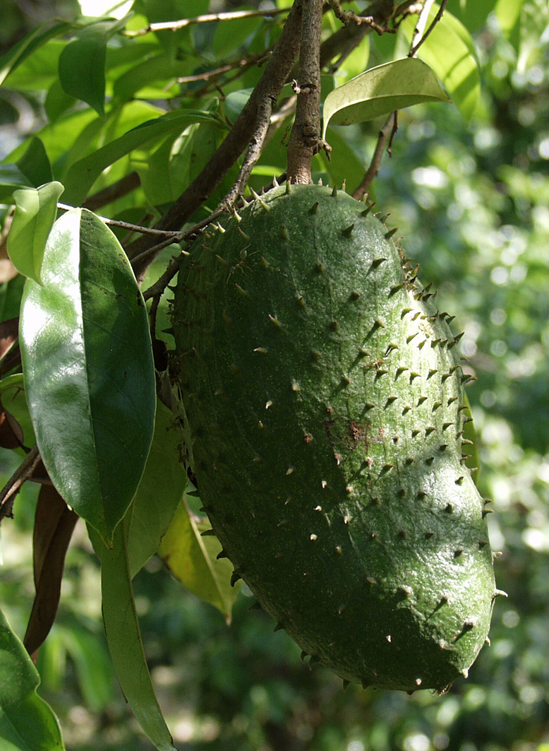 Image of Annona muricata specimen.