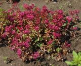 Sedum spurium