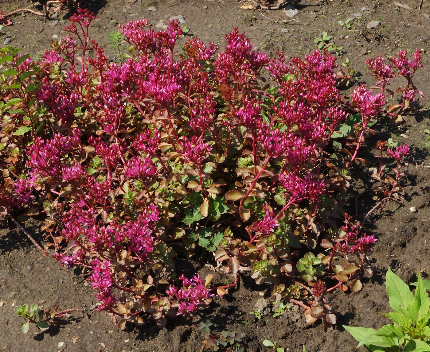 Изображение особи Sedum spurium.