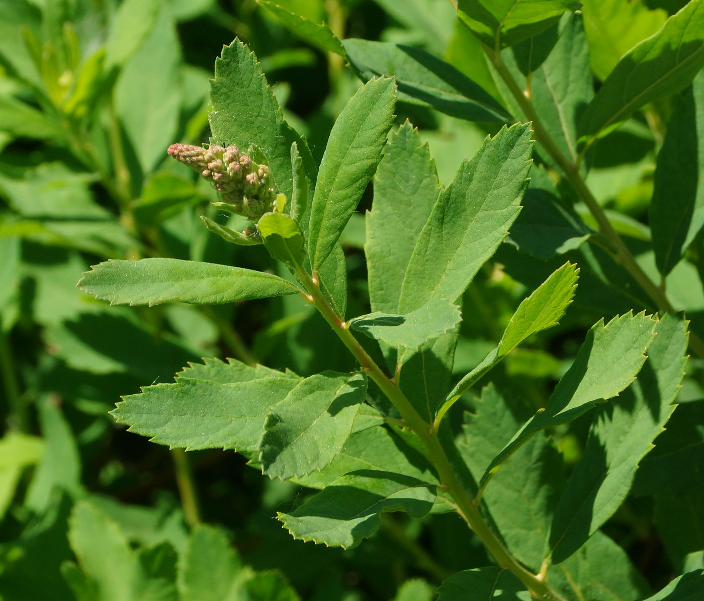 Изображение особи Spiraea &times; billardii.
