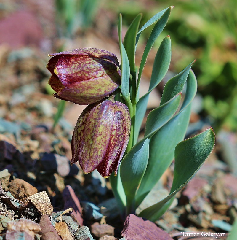 Image of Fritillaria kurdica specimen.