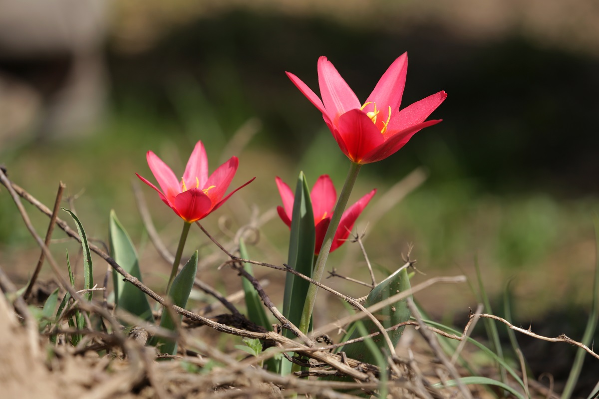 Изображение особи Tulipa berkariensis.