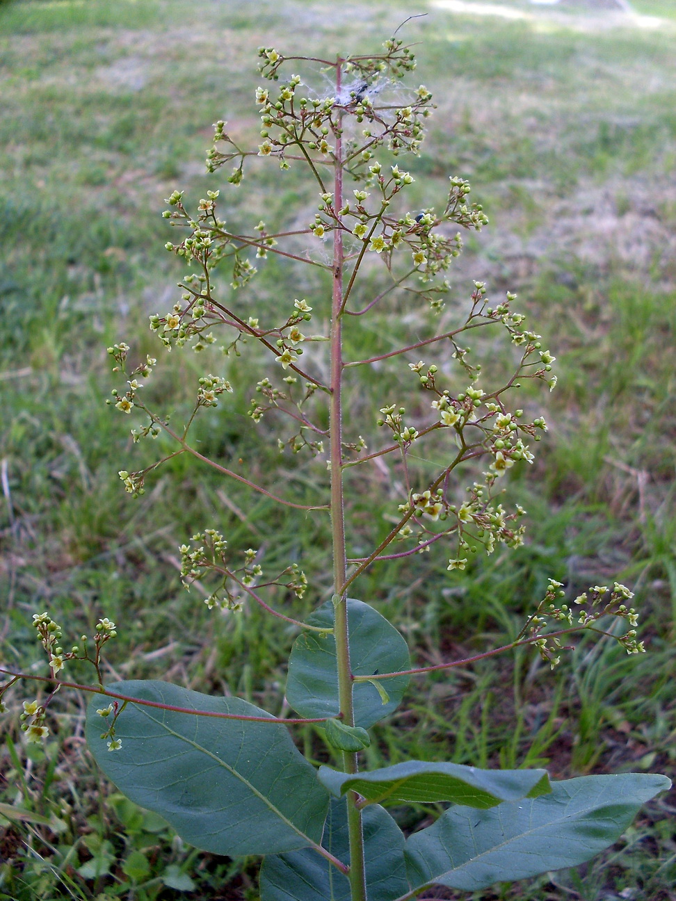 Image of Cotinus coggygria specimen.