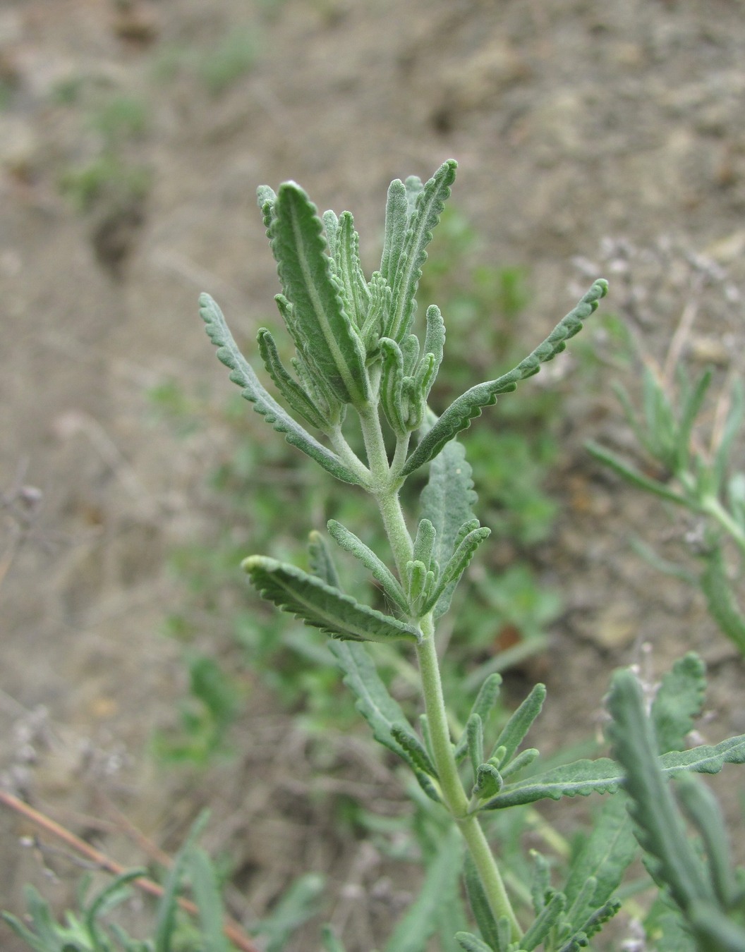 Изображение особи Teucrium capitatum.