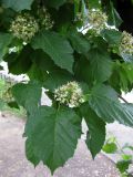 Acer tataricum. Нижние ветви с соцветиями. Украина, г. Киев, Южная Борщаговка, ул. Симиренко. 21 мая 2010 г.