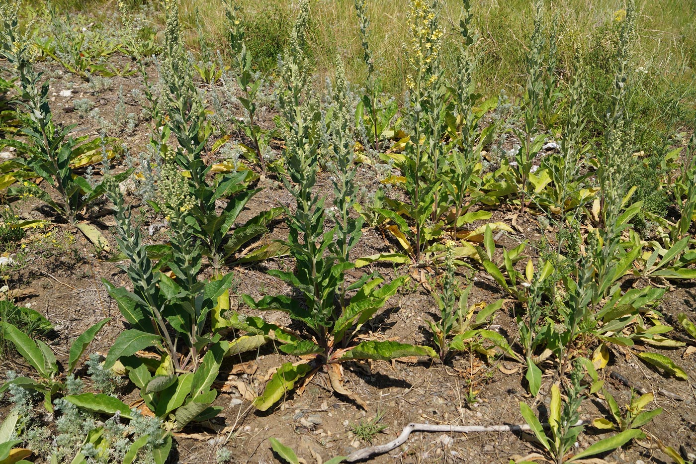 Изображение особи Verbascum lychnitis.