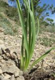 Anthericum liliago. Нижние части листовых розеток. Крым, окр. Феодосии, гора Эчкидаг, каменистая осыпь. 30 мая 2018 г.