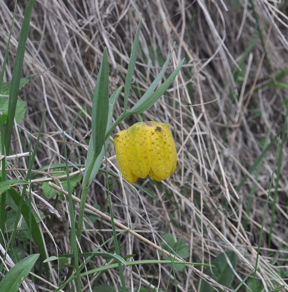 Image of Fritillaria ophioglossifolia specimen.