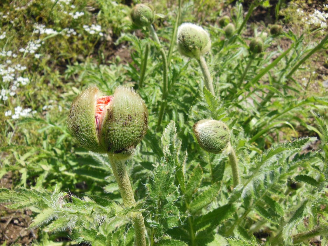 Image of Papaver setiferum specimen.