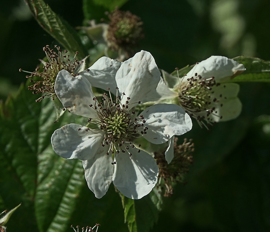 Изображение особи Rubus nessensis.