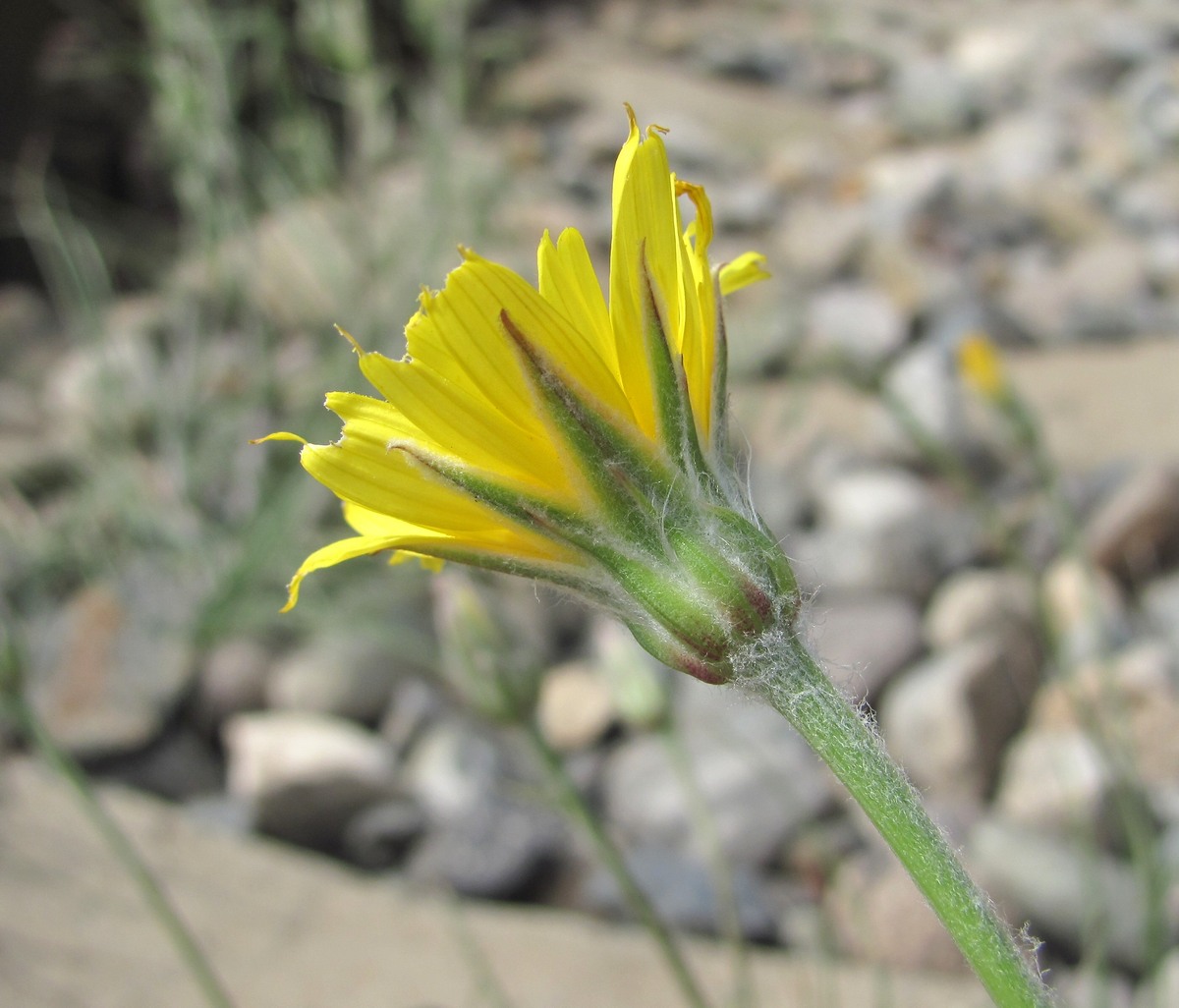 Image of Scorzonera biebersteinii specimen.