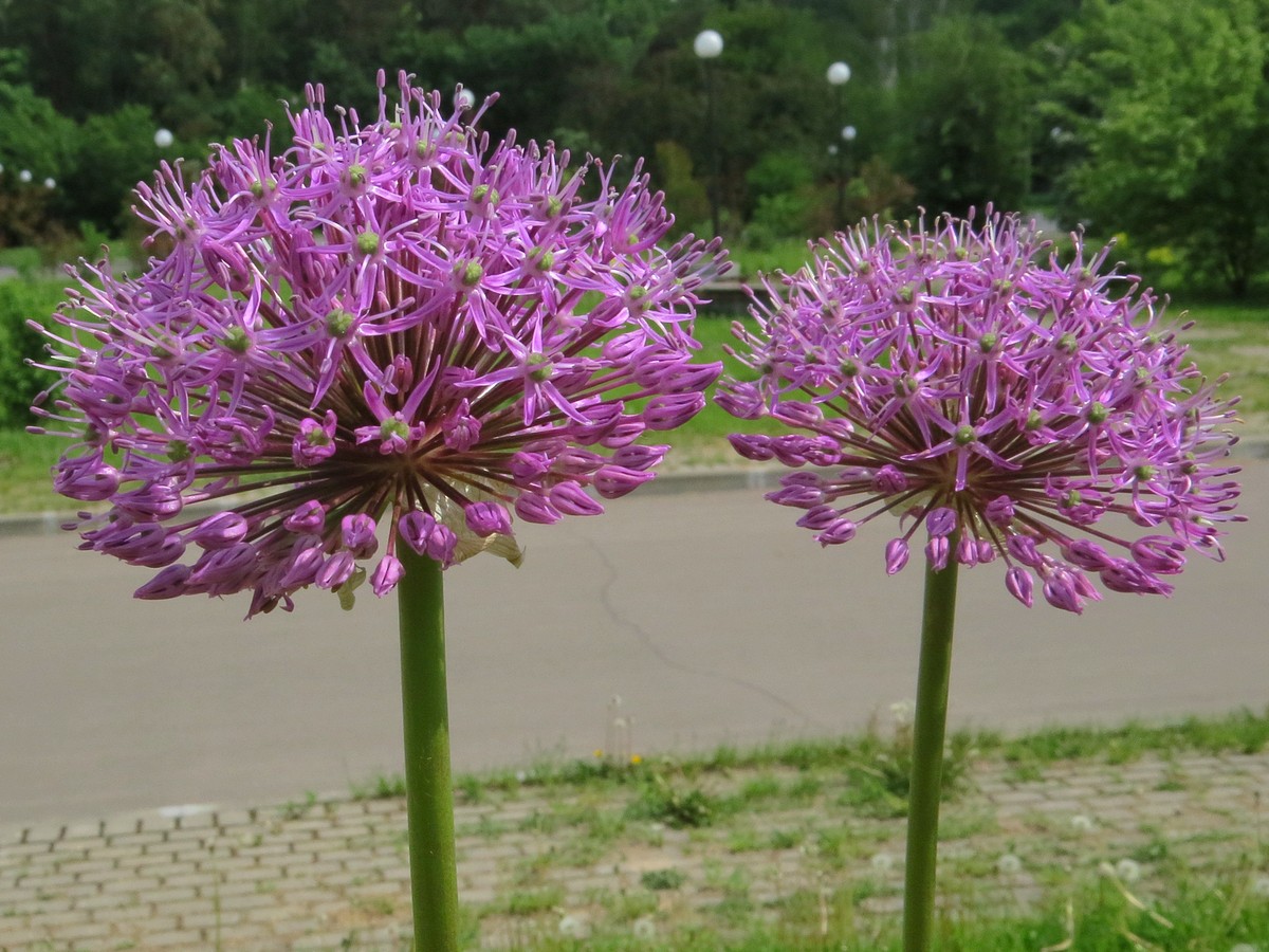 Image of genus Allium specimen.