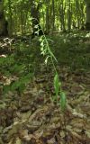 Epipactis persica. Цветущее растение. Дагестан, Табасаранский р-н, 1 км к северо-востоку от с. Татиль, буковый лес. 21 июня 2018 г.