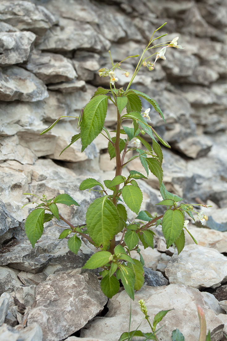 Изображение особи Impatiens parviflora.