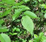 Carpinus betulus