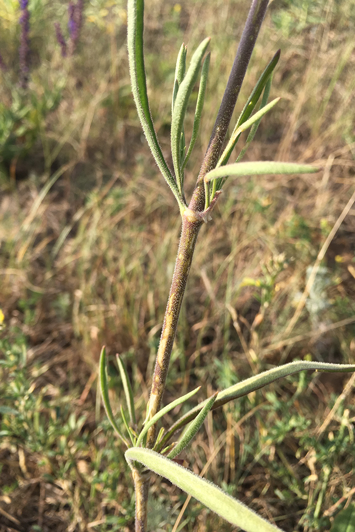 Image of Silene wolgensis specimen.