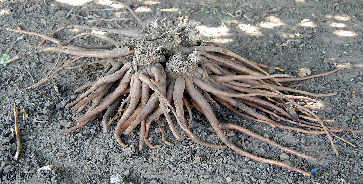 Изображение особи Eremurus robustus.