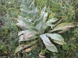 Verbascum lychnitis. Основание цветущего растения. Кабардино-Балкария, Эльбрусский р-н, долина р. Ирик, ок. 2200 м н.у.м., субальпийский луг. 06.08.2018.