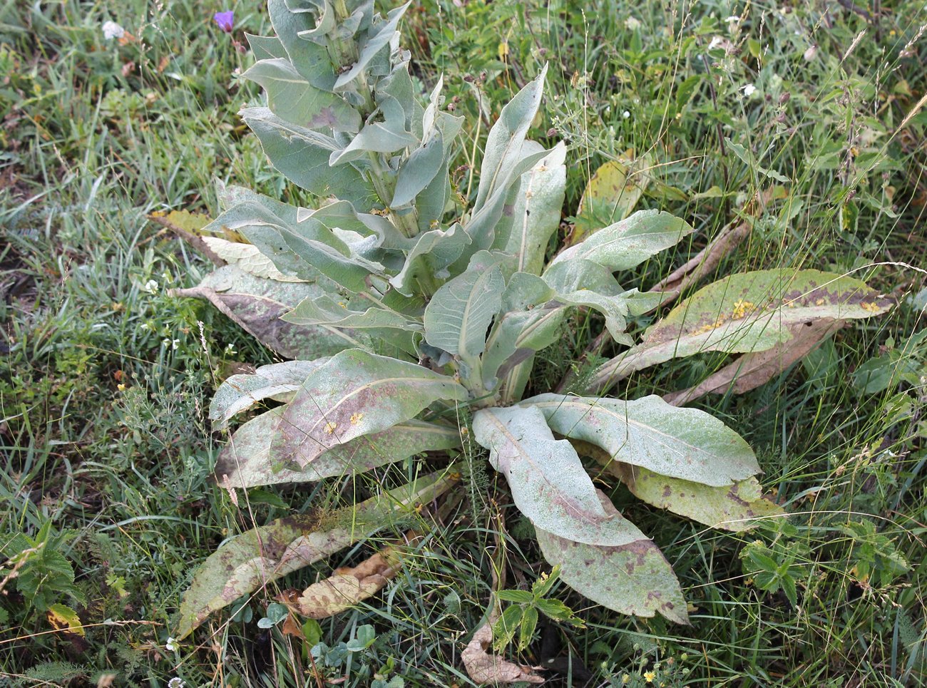 Изображение особи Verbascum lychnitis.