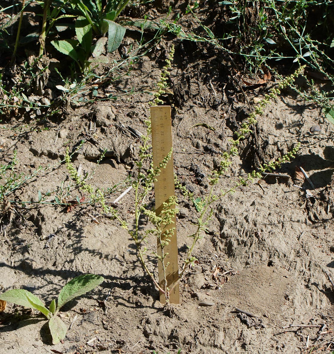 Image of Dysphania botrys specimen.