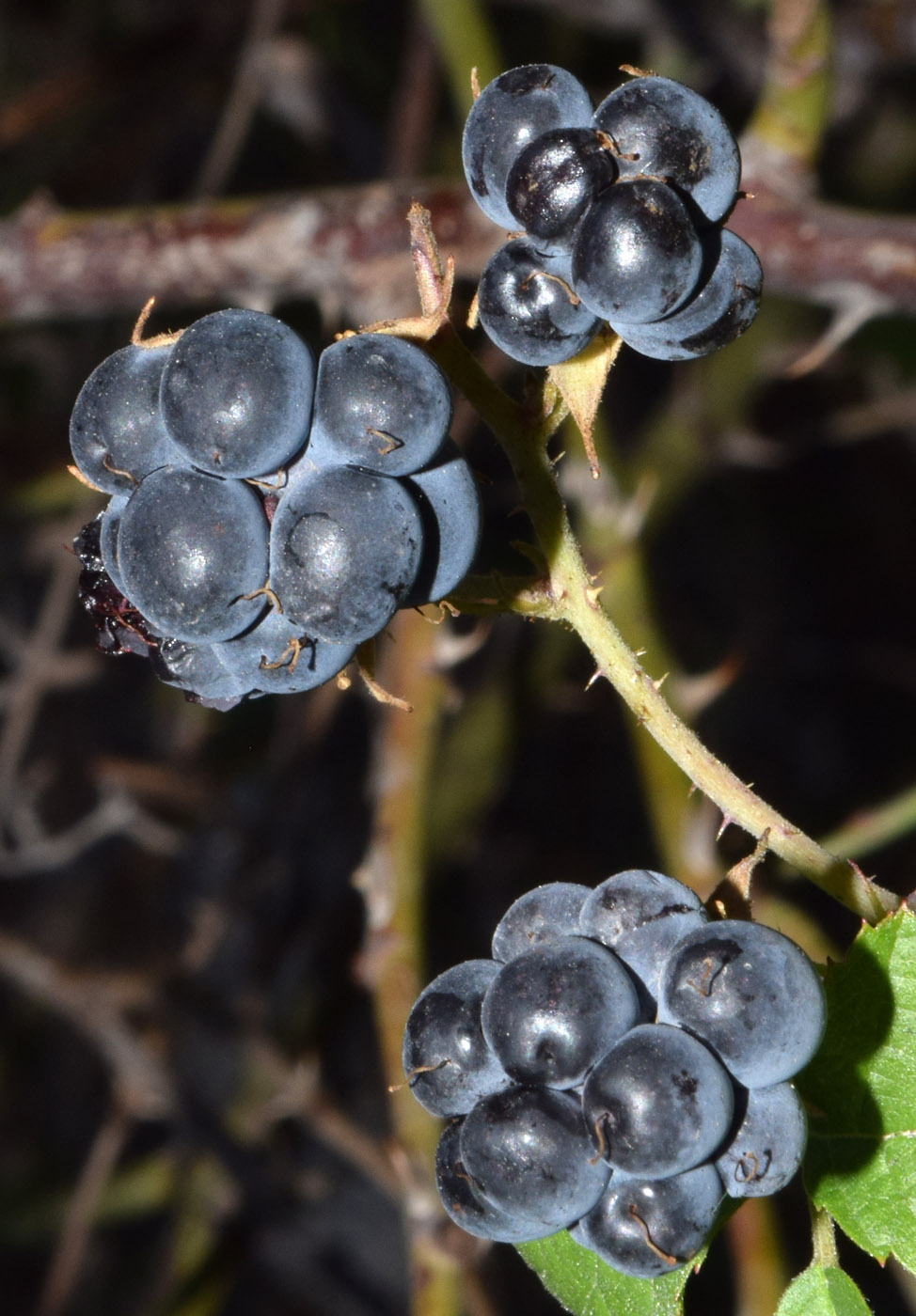 Image of Rubus caesius specimen.