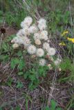genus Erigeron. Плодоносящее растение. Иркутская обл., Иркутский р-н, окр. дер. Позднякова, окраина залежи у смешанного леса. 23.07.2018.