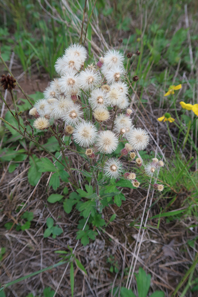 Изображение особи род Erigeron.