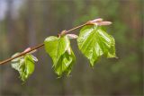 Tilia cordata