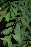 род Spiraea