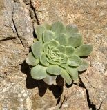 Sedum cyprium